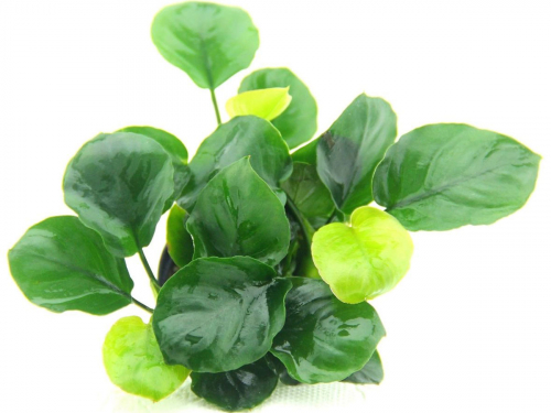 Anubias bateri sp coin leaf - rundblättriges Speerblatt